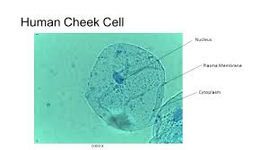 Check spelling or type a new query. Microscopy Cell Images From Cell Structure Function Microscopy Laboratory 4 And From Diffusion And Osmosis Laboratory 5 Ppt Download