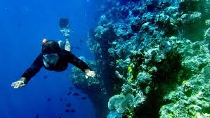 Apa yang ada dalam benak ketika pertama kali melihat gambar ini? Kerusakan Terumbu Karang Di Indonesia Mencapai 46 Persen