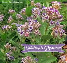 Image result for Calotropis gigantea