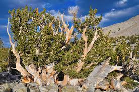 Great Basin Bristlecone Pine Landscape Photograph By Kyle Hanson