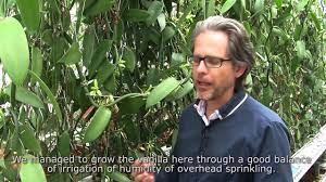 Vanilla Plants In A Greenhouse Wageningen University Research Youtube