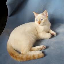 I wonder if anyone could tell me? Flame Point Siamese Cat Poc
