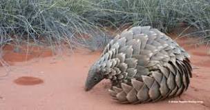 Can the power of cultural mythology help give pangolins more ...