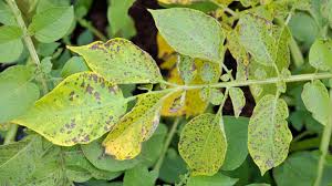 Image result for Septoria leaf spot of tomato