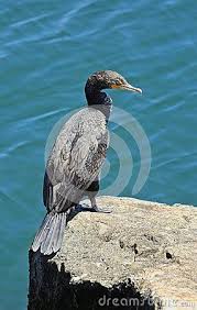 Black Bird With Large Orange Beak Double Crested Cormorant Bird Large Dark Black Feathered Bird Orange Long Hooked Bill Aqua Blue Eyes In Pacific Black Feathers Dark Black California Coastline