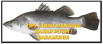 Mancing ikan jenis ini boleh pagi maupun sore hari. Tips Memancing Ikan Kakap Putih Baramundi Agar Hasilnya Maksimal Aliems Journey