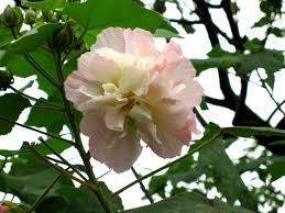 Simply look over our collection of pink and white sympathy bouquets. Hibiscus Mutabilis Wikipedia