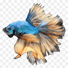 Come join the discussion about breeds, health, behavior, tanks, care, classifieds. Red And White Betta Fish Illustration Siamese Fighting Fish Goldfish Betta Animals Tail Feather Png Pngwing