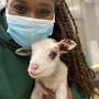 Profile Picture of Ayesha Smith - Association of Minority Zoo and Aquarium Professionals (@amzap.org) on Google