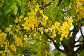 The trees are best planted in early spring once the final frost has passed. Yellow Blooming Tree Flowers Royal Botanic Gardens Kandy Sri Lanka Stock Photo Picture And Royalty Free Image Image 77959075