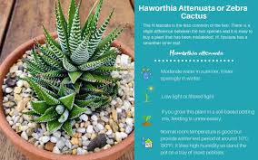 I bought a desktop cactus and i was wondering if i should move it to the window or i could keep it on my desk, and also, i keep my room cool with a window a/c, will these factors effect the health of jerry? 17 Stylish Low Light Succulents And Cacti For Growing Indoors