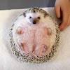 Me myself i found hedgehogs in macreas flat, dunedin, christchurch, palmerston north, auckland. 1