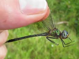 Image result for Odontosoria africana