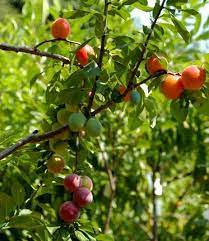 You can also choose a dwarf variety, which is well. The Tree Of 40 Fruits Grafting Fruit Trees Growing Tree Fruit Trees