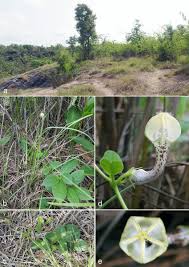 Image result for Ceropegia circinata