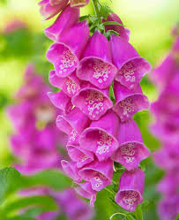 Image result for Digitalis purpurea