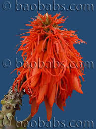 Image result for Erythrina madagascariensis