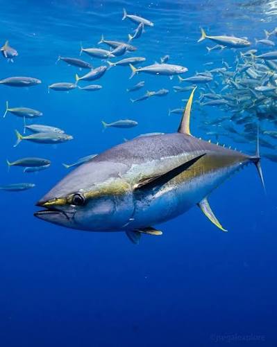 Fish facts | World Animal Protection