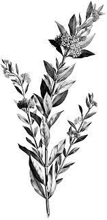 4 Black And White Botanical Stems Images Vintage Flower Tattoo Black And White Leaves Botanical Illustration Black And White