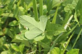 Image result for Psophocarpus scandens