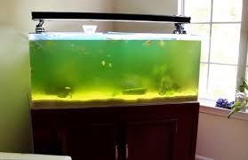 Cloudy water is probably the single biggest complaint of new aquarium owners. How To Quickly Clear Green Water In Aquarium Pro Tip