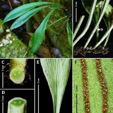 Image result for Antrophyum