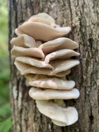 Image result for Lipocarpha atra