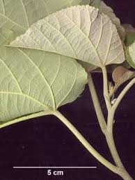 Image result for Eriolaena