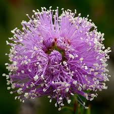 Pin On Flowers