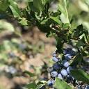 TWO SISTERS ORGANIC BERRY FARM - TEMP. CLOSED - Updated April 2024 ...