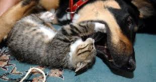 Resim Bul Kopek Kopek Kedi Dog Cat Cat Love Animal Lover