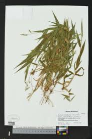 Image result for Panicum adenophorum