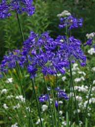 Image result for Agapanthus campanulatus
