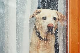 Diensthunde bei der bundeswehr und der polizei leben bei ihrem dhf zuhause. 7 Tipps Wie Es Gelingt Ihren Hund Allein Zu Lassen Ohne Bellen Rinti
