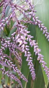 Image result for Cordyline stricta