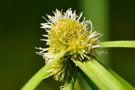 Image result for Kyllinga erecta