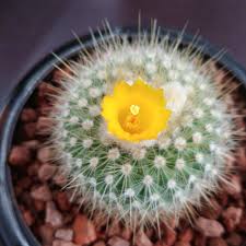 Explore howard.carshalton's photos on flickr. Cactus Archives Cactus Jungle