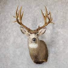 43 tall x 29 deep x 18 wide. Mule Deer Taxidermy Shoulder Mount For Sale 19297 The Taxidermy Store
