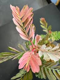 Image result for Mimosa pudica