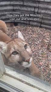 Close Encounter with a Mountain Lion: Tips for Wildlife Safety | TikTok