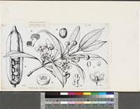 Image result for Dinophora spenneroides