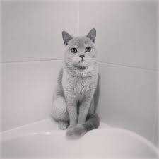 Black And White British Shorthair Cat Pin By Amy Walsh On Cats British Shorthair Cats Pretty Cats Cute Cats