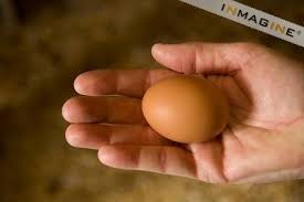 Black Australorp Egg Color A New Hampshire Red Hen Chicken Egg Photo Chicken Breeds Red Chicken Hen Chicken