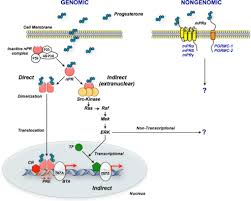 Image result for Pregnane Progestin