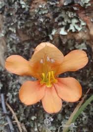 Image result for Tritonia moggii