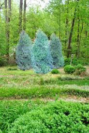 See more ideas about leyland cypress, leyland cypress trees, cypress trees. Planting A Few Leyland Cypress Trees For Added Privacy Young House Love