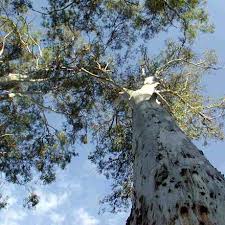 Image result for Eucalyptus tereticornis