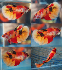 Emerald Star Koi Hm Female 00312 Betta Aquarium Betta Fish Cupang