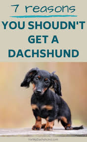 Puppyfind® provides a convenient and efficient means of selecting and purchasing the perfect doxen puppy (or doxen puppies) from the comfort of your home, 24 hours a day, 7 days a week. 7 Reasons You Shouldn T Get A Dachshund