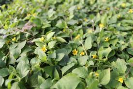 Image result for Calyptocarpus vialis